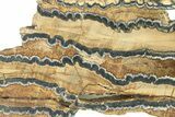 Mammoth Molar Slice With Case - South Carolina #291200-2